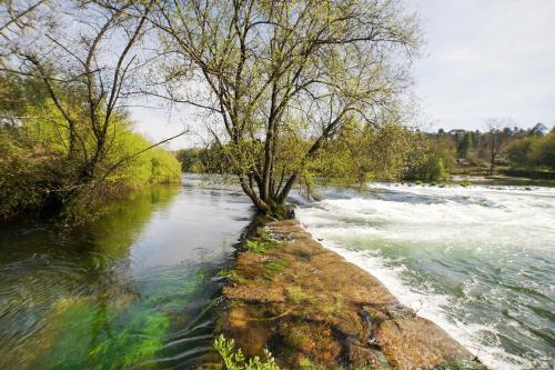 a tree sitting on the side of a river at Solar das Bouças by Quantique in Amares