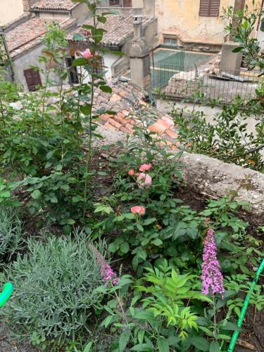 a garden with flowers and plants in front of a building at Dimora Scarnabecco in Todi
