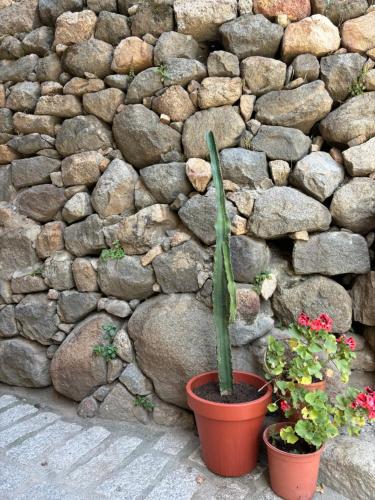 a plant in a pot next to a rock wall at HÖTEL U SANTA MARIA in Olmeto