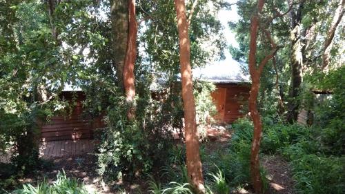 a log cabin in the middle of a forest at CABAÑAS ALTO BELLAVISTA NIEBLA in Niebla