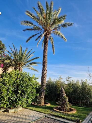 a group of palm trees in a park at Villa Palmengarten Meknès bei Fes in Meknès