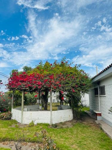 Κήπος έξω από το Cabañas Villa Los Platanos