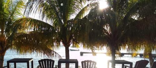 einen Tisch und Stühle unter einer Palme in der Nähe des Wassers in der Unterkunft Point Bay Resort in Calliaqua