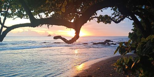 a tree on the beach with the sunset in the background at Fare Heymadame 
