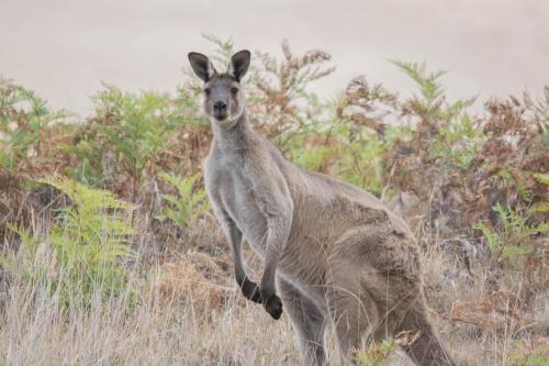 Animales en la villa o alrededores