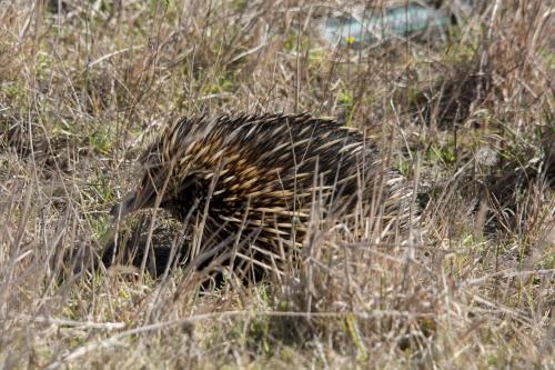 Animales en la villa o alrededores