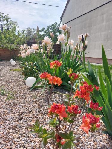 a garden with flowers on a gravel path at VILA ONIX in Săcueni