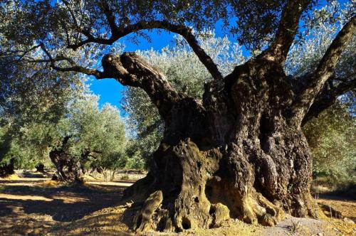 Φυσικό τοπίο κοντά σε αυτό το διαμέρισμα