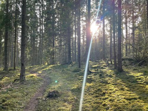 a path in a forest with the sun shining through the trees at New house by the lake Bunn & private bathing jetty in Gränna