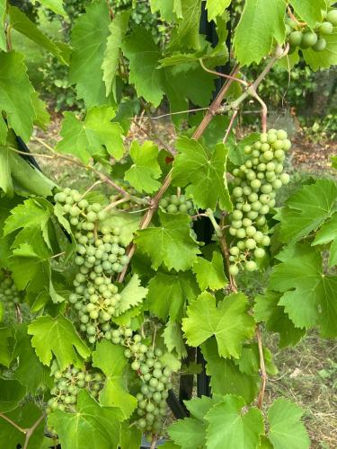 a bunch of green grapes hanging from a tree at Sea view house - all year round in Frørup