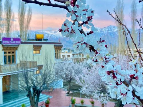 a tree with white flowers in front of a building at Hotel Palam Hills in Leh
