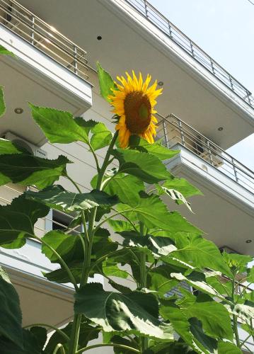 a sunflower is growing in front of a building at Sunflower Himara in Himare
