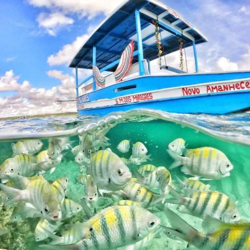 a school of fish in front of a boat at Angá Beach Hotel in São Miguel dos Milagres