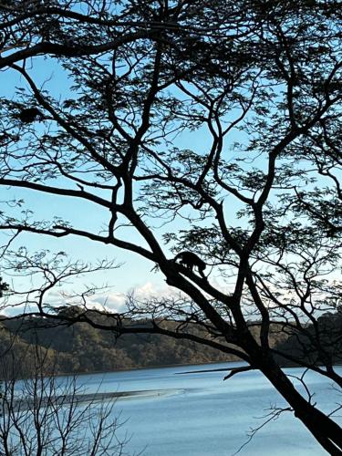 a tree in front of a body of water at Playa Carao in Paquera