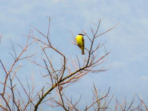 a yellow bird perched on top of a tree branch at El Cielo Biohospedaje - Refugio Sostenible en la Naturaleza in Tena