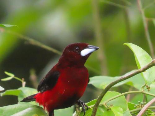 um pássaro vermelho sentado num galho de árvore em El Cielo Biohospedaje em Tena