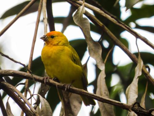 a yellow bird sitting on a tree branch at El Cielo Biohospedaje - Refugio Sostenible en la Naturaleza in Tena