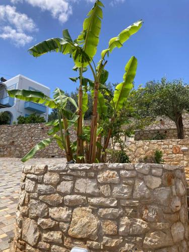 a banana tree in a stone wall at Anaval's View Apartments in Kivérion
