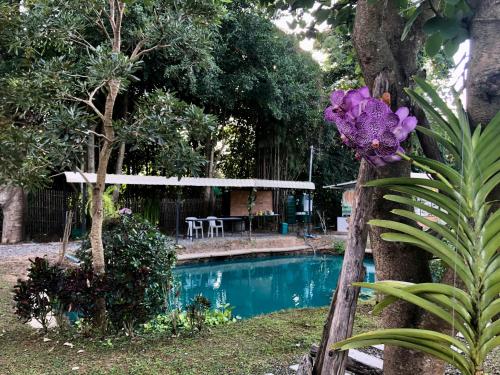 una flor morada en un árbol junto a una piscina en P Mee Home, 