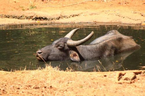a bull laying in the water with its horns at Wild Wadi Wilpattu - Villas with private Plunge Pools in Wilpattu