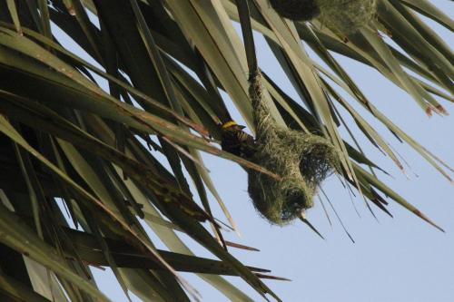 a bird sitting on a palm tree branch at Wild Wadi Wilpattu - Villas with private Plunge Pools in Wilpattu