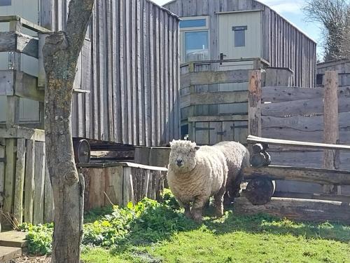 キャンプ場の敷地内または近くにいる動物