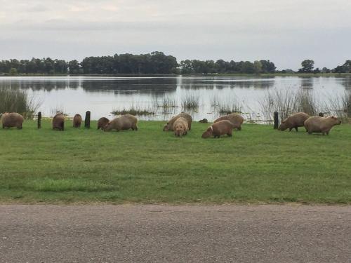 un troupeau d’animaux pacant dans un champ près d’un lac dans l'établissement Cabañas El Parque, à Las Flores