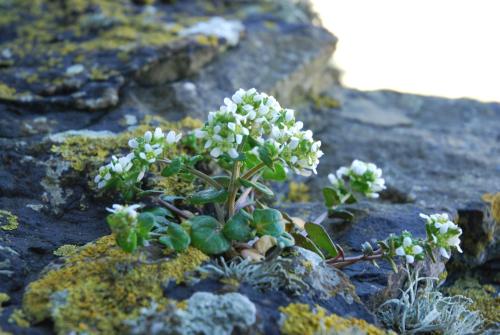 a plant with white flowers growing on a rock at Faodail 'a lucky find' in Dunbeath