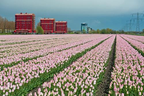 a field of pink tulips with buildings in the background at Ecolodge Almere in Almere