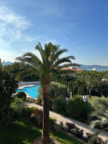 un palmier en face d'une piscine dans l'établissement Appartement dans résidence avec piscine, à Saint-Tropez