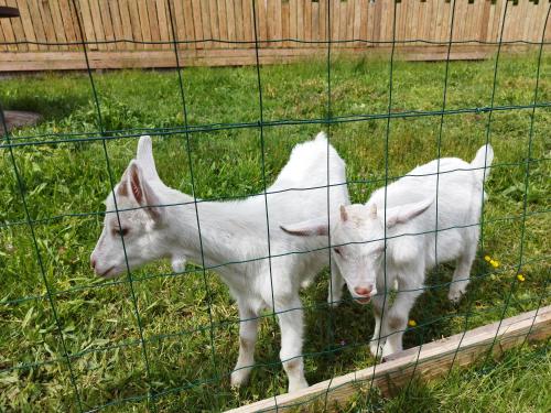 two white goats standing in the grass behind a fence at Chalet - Proche circuit - Au Calme in Spay