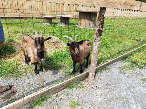 two goats are standing in a fence at Chalet - Proche circuit - Au Calme in Spay