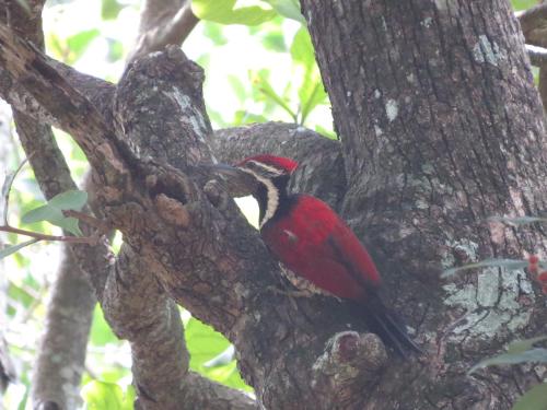 a red bird is sitting on a tree branch at Polwaththa Eco Lodges in Digana