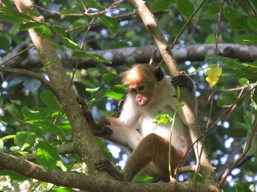 a monkey sitting in a tree at Polwaththa Eco Lodges in Digana