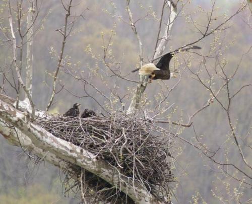 deux oiseaux assis dans un nid sur un arbre dans l'établissement Riverfront Property in NRG National Park near Sandstone Falls- Wi-Fi, Pet-Friendly, à Hinton