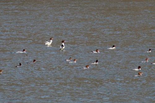 a group of ducks swimming in the water at Riverfront Property in NRG National Park near Sandstone Falls- Wi-Fi, Pet-Friendly in Hinton