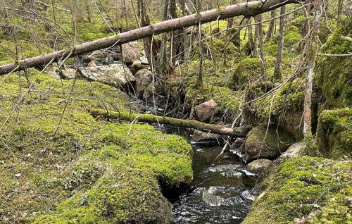 a fallen tree over a stream in a forest at 4 Bedroom Stunning Home In Åsenhöga in Åsenhöga