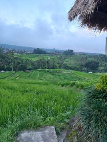 un champ d'herbe verte avec des arbres au loin dans l'établissement Anish Homestay, à Jatiluwih