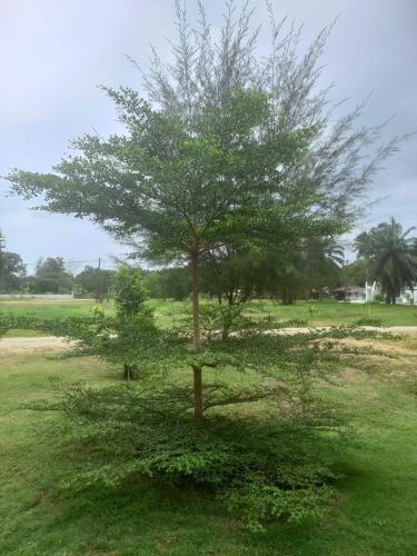 a tree in the middle of a field at Casa Lena in Cherating