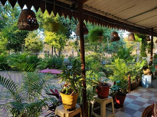 un jardin avec des plantes en pot sur une terrasse dans l'établissement Mahuli Agro Tourism, à Mansar