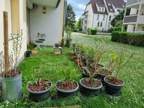une rangée de plantes en pot dans une cour dans l'établissement L'univers au blanc., à Strasbourg