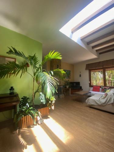 Una sala de estar con un tragaluz y algunas plantas. en House near Conil with a Tropical Garden and Pool, en Conil de la Frontera