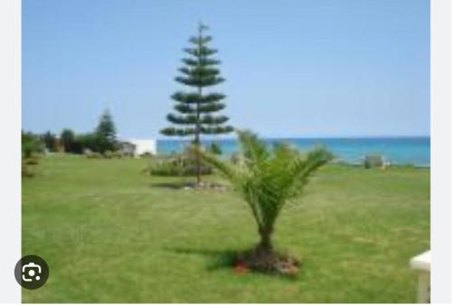 a palm tree in the middle of a field at Résidence in Hammamet