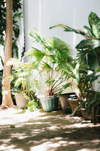 a group of potted plants sitting next to a wall at Tropicana Home Stay in Arugam Bay