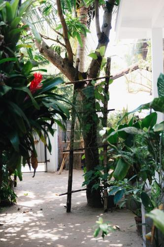 a tree in the middle of a garden at Tropicana Home Stay in Arugam Bay