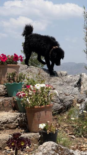 a black dog walking on a rock with flowers at Ananta Prana in Mussoorie