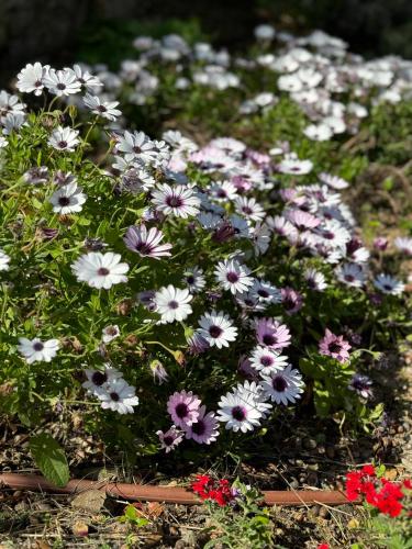 a bunch of purple and white flowers in a field at Résidence de tourisme Les Hauts de l'Avena in Sartène