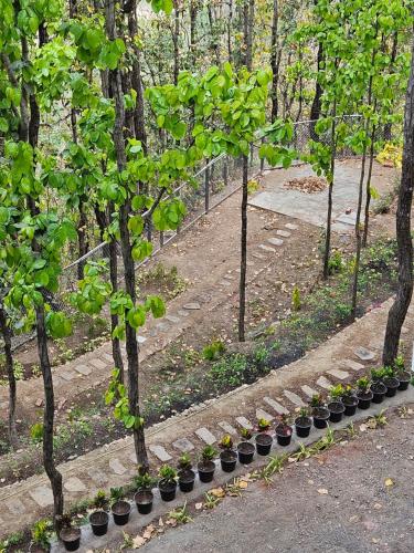 a row of potted plants in a garden at Marten's Wilderness Retreat in Lansdowne
