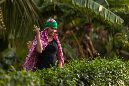 a woman walks through a tea plantation at Bolagala Agro Floating Resort in Negombo