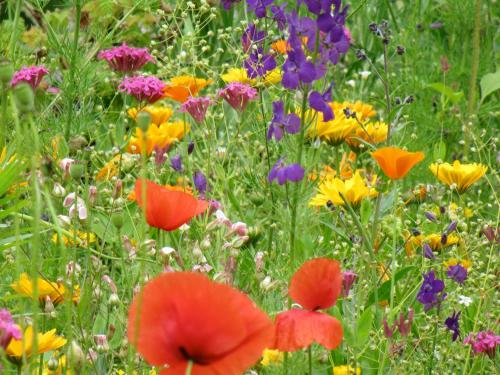 a field of colorful flowers in a field at Tiny House Waldschmied 1 in Latzendorf